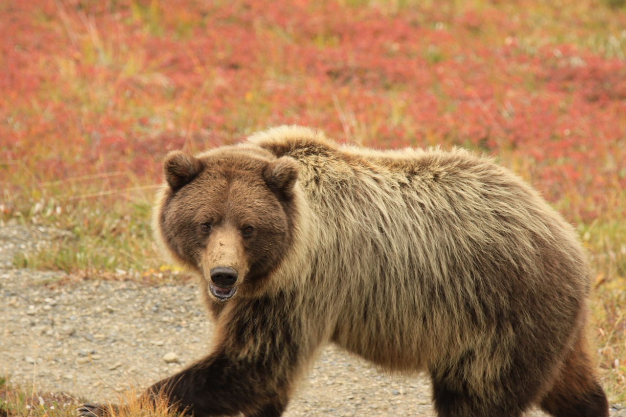 bear, grizzly, alaska