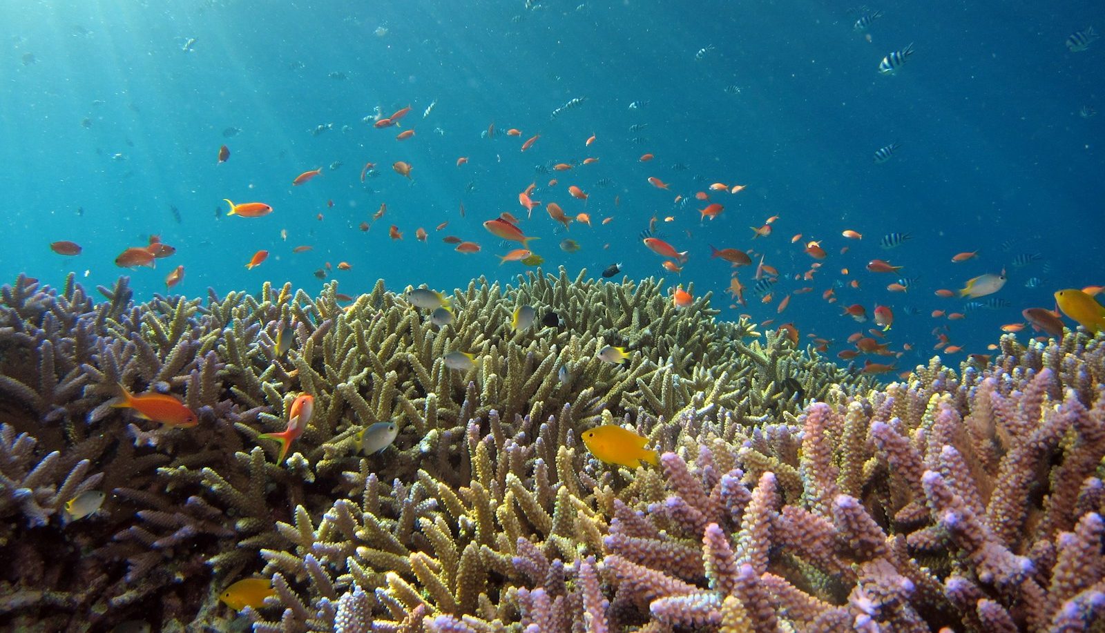 school of fish in body of water