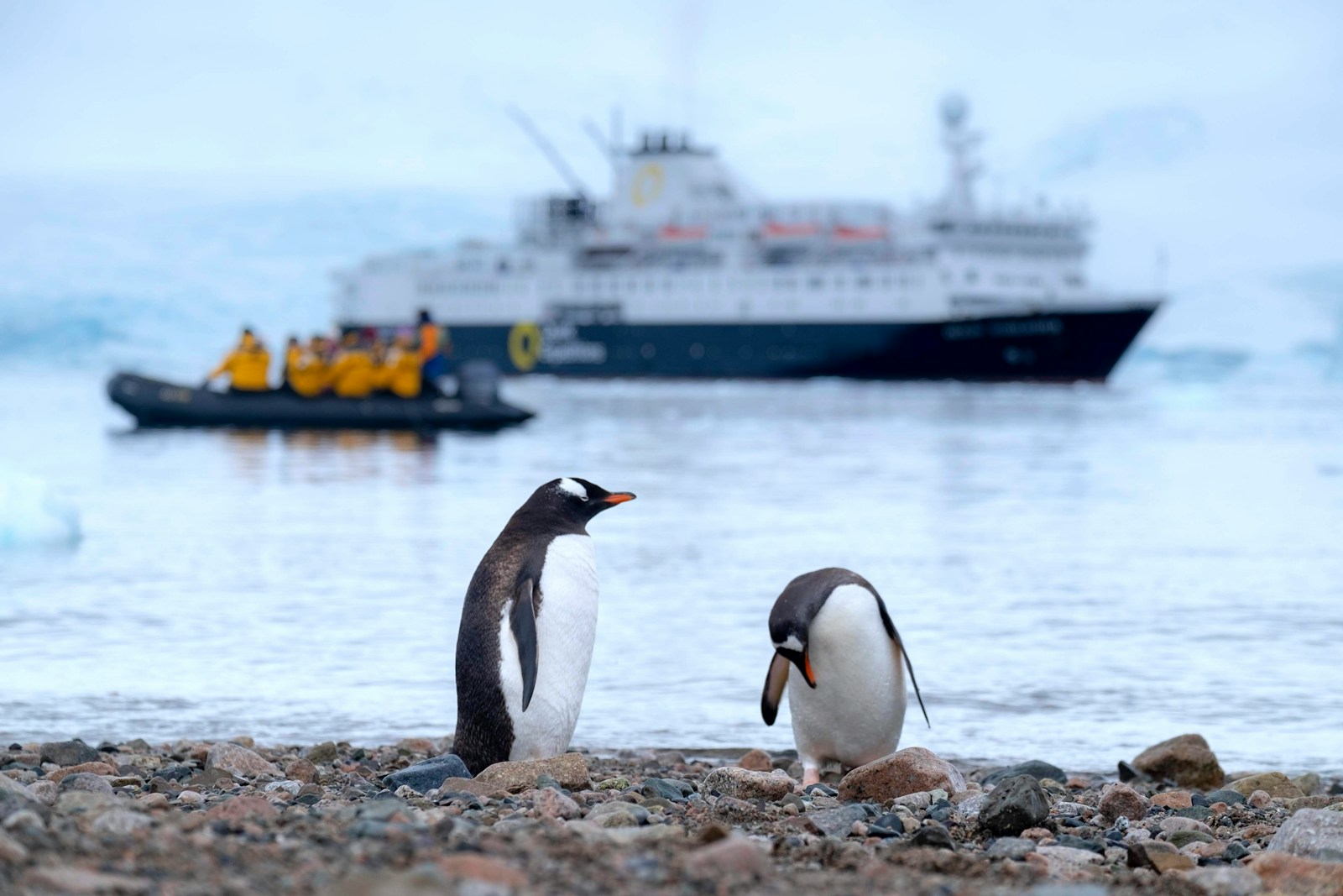 two penguins on shore