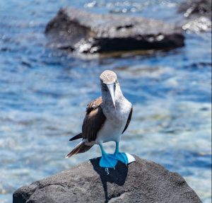 Booby Bird on a Rock